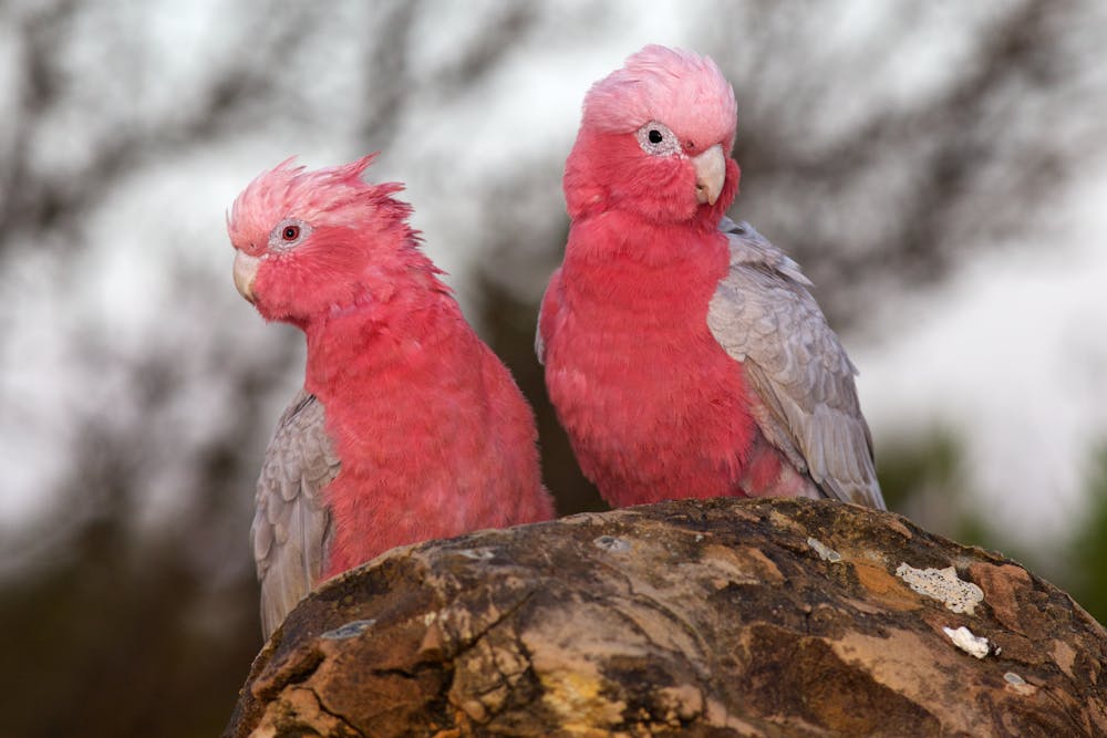 Australian Pink Parrots
