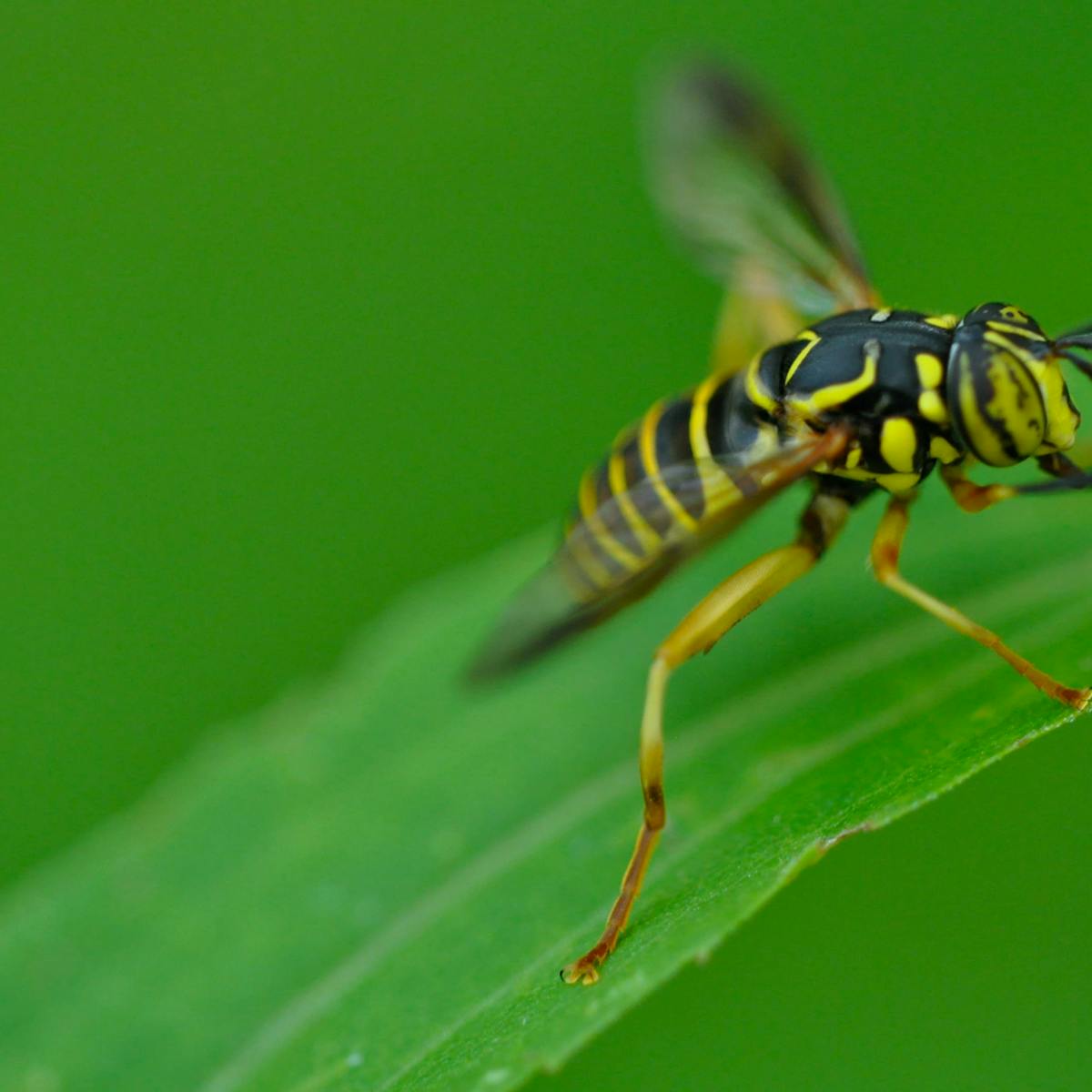 To Bee Or Not To Bee Why Some Insects Pretend To Be Dangerous