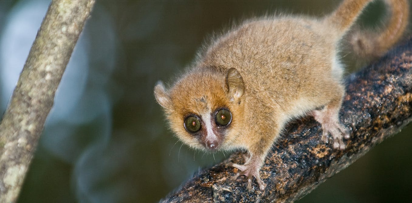 The survival secrets of tiny mammals that could help them avoid extinction
