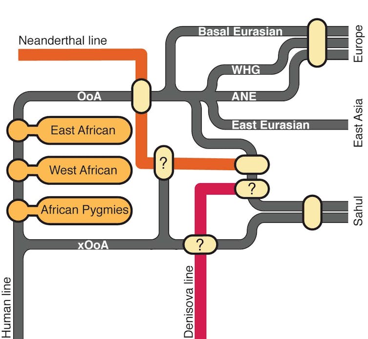 Genetic Studies Reveal Diversity Of Early Human Populations And Pin Down When We Left Africa