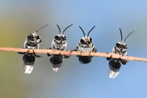 Birds Bees And Bugs Your Garden Is An Ecosystem And It Needs