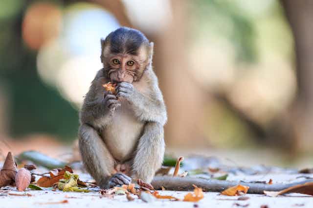Monkeys can adapt by changing their diet •