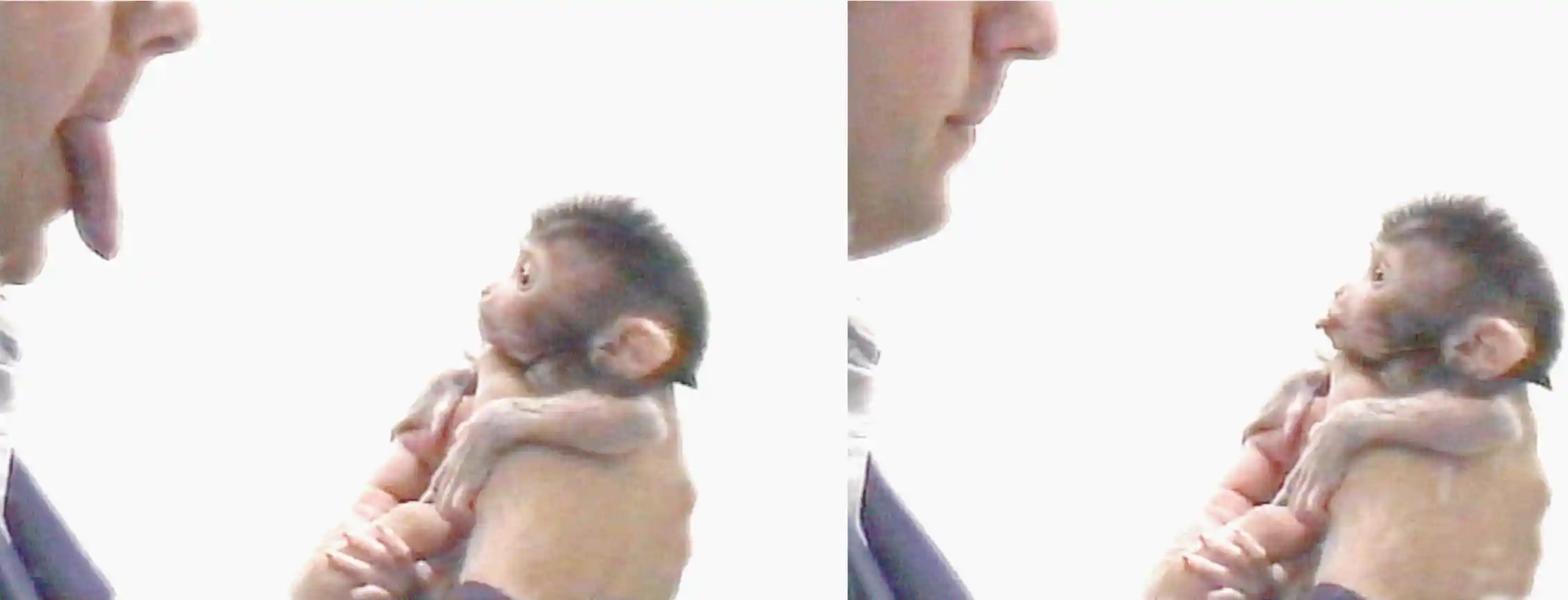 Can monkeys have autism? The answer could help us understand what ...
