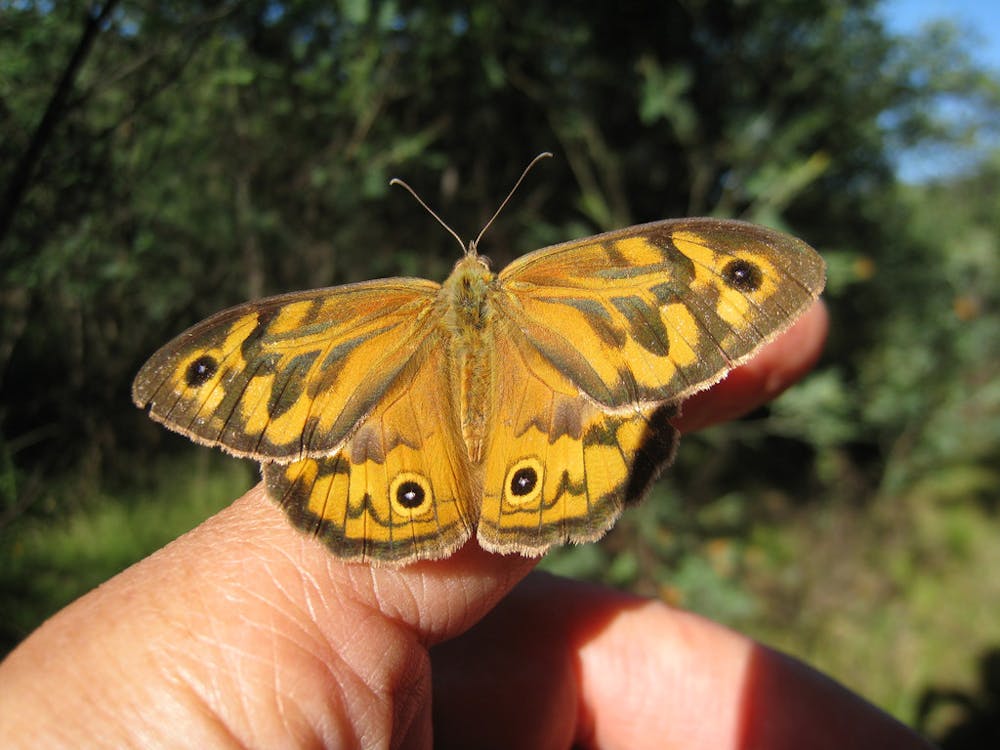 Birds Bees And Bugs Your Garden Is An Ecosystem And It Needs