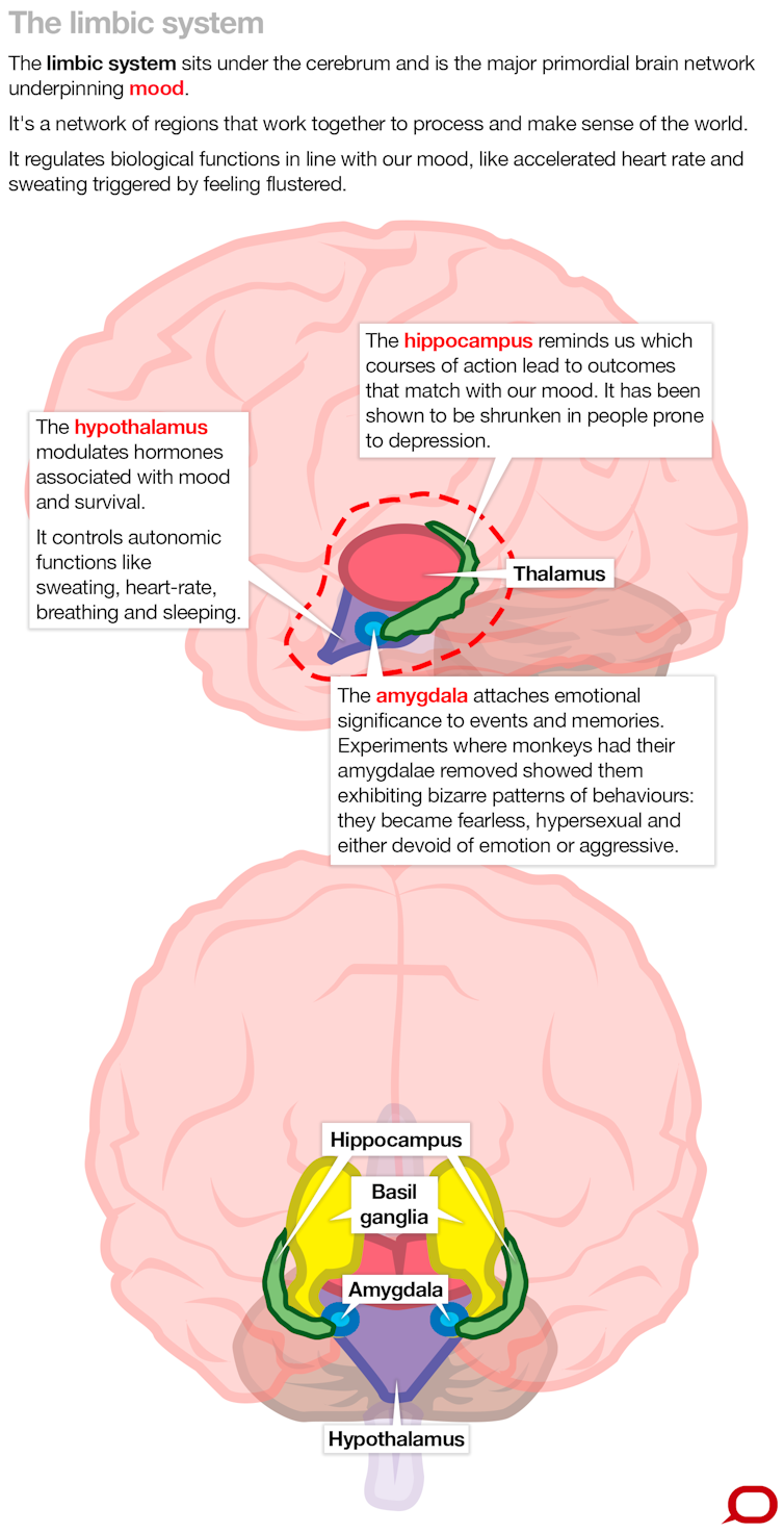 The emotion centre is the oldest part of the human brain: why is mood ...