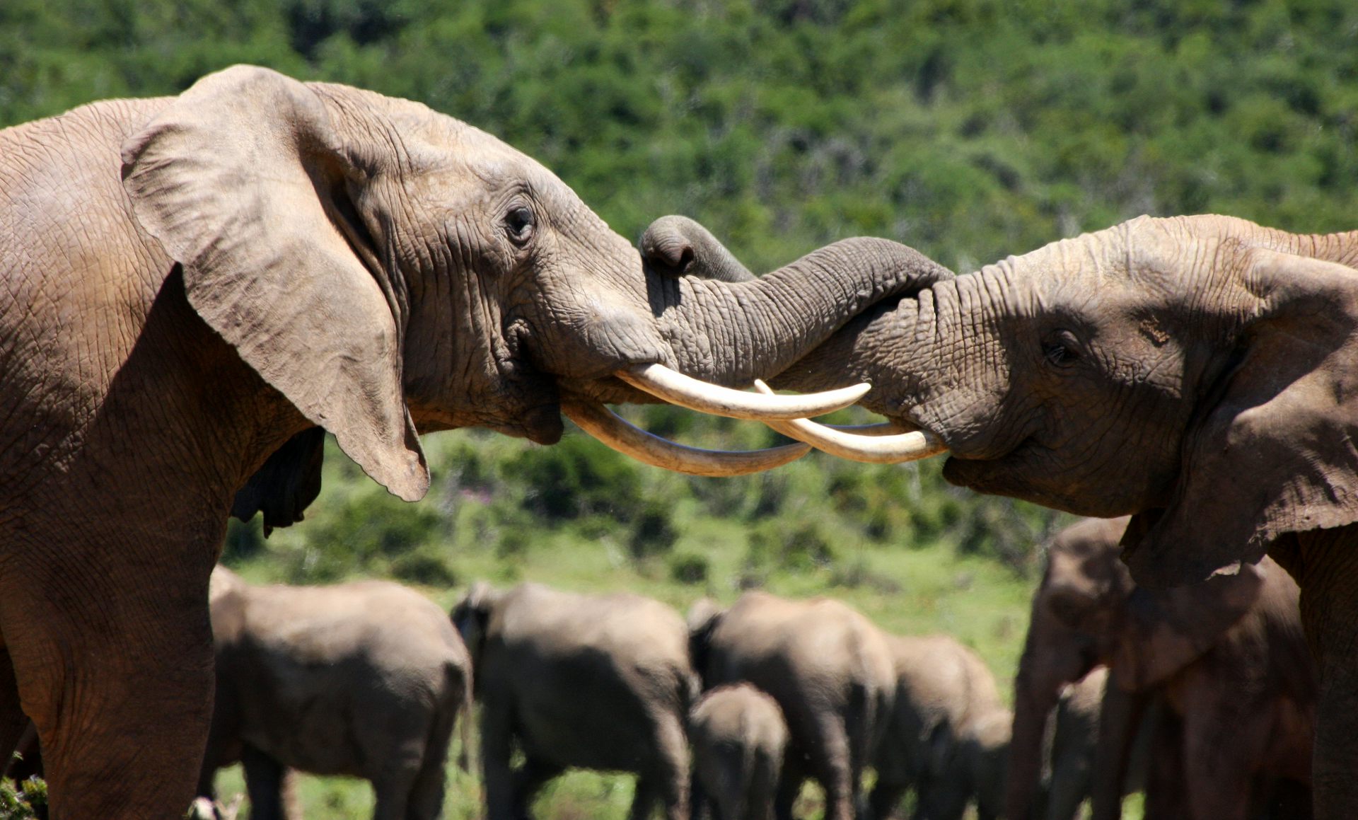 The ban on ivory sales has been an abject failure. A rethink is needed