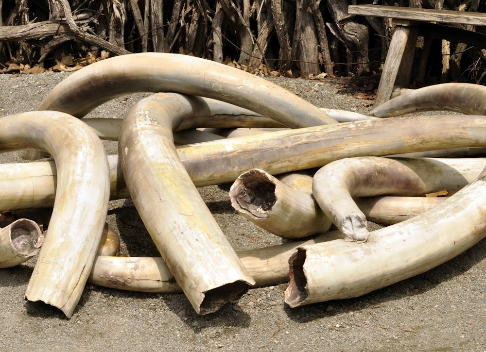 The ban on ivory sales has been an abject failure. A rethink is needed