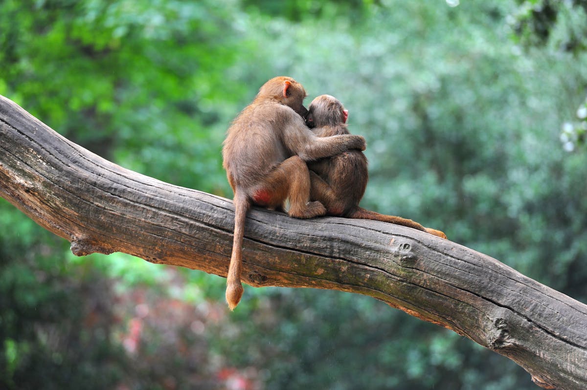 How Monkeys Make Friends And Influence Each Other