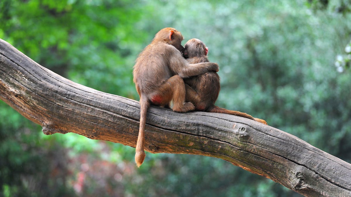 How monkeys make friends and influence each other