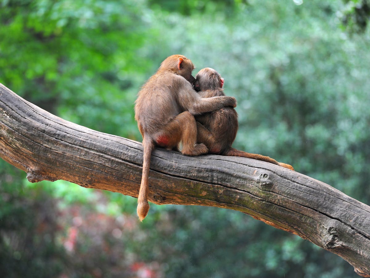 How Monkeys Make Friends And Influence Each Other How Monkeys Make Friends And Influence Each Other