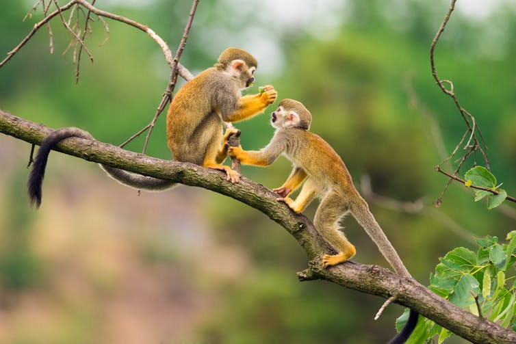 How monkeys make friends and influence each other