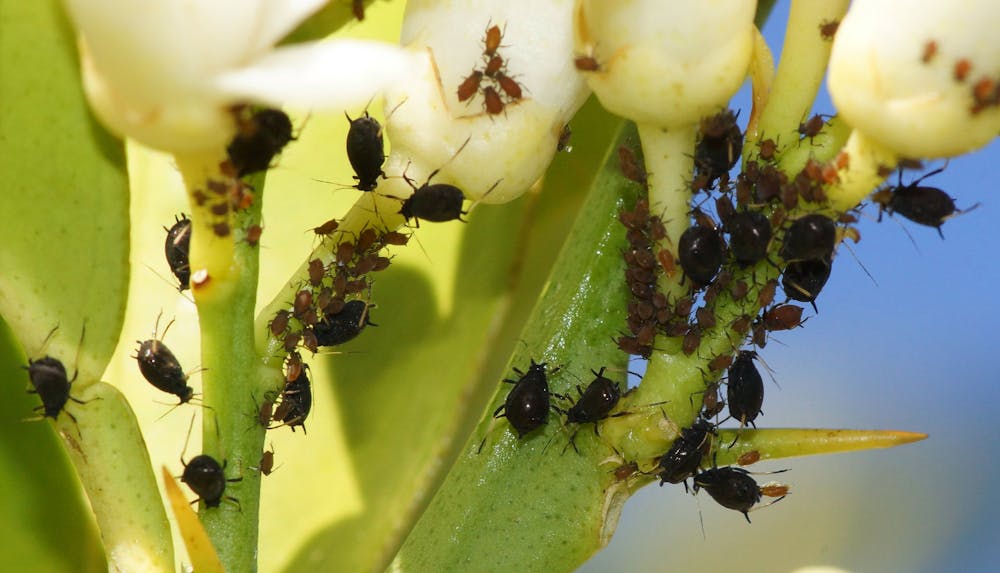 Birds Bees And Bugs Your Garden Is An Ecosystem And It Needs