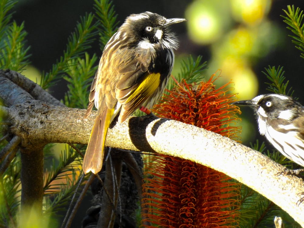 Birds Bees And Bugs Your Garden Is An Ecosystem And It Needs