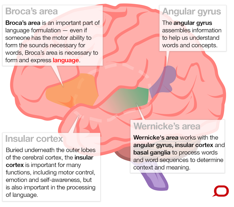 What brain regions control our language? And how do we know this ...