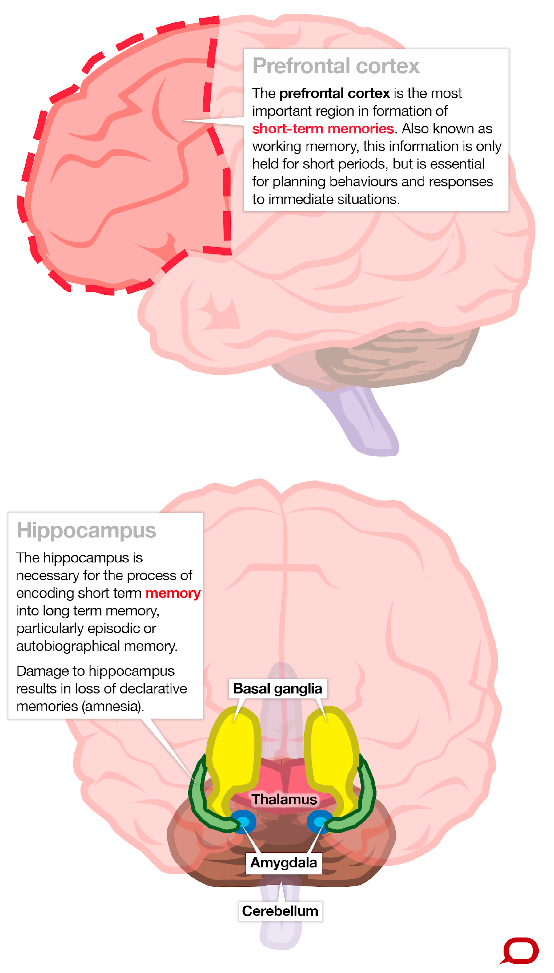 Unlocking Your Brain: The 2 Pillars Of Declarative Memory - y1akr88