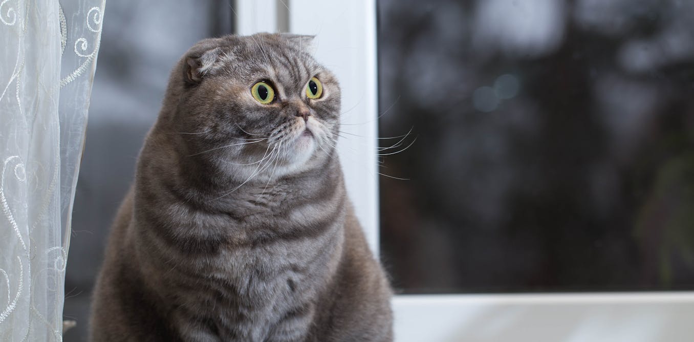 Cute And Condemned To Suffering It S Time To Ban The Breeding Of