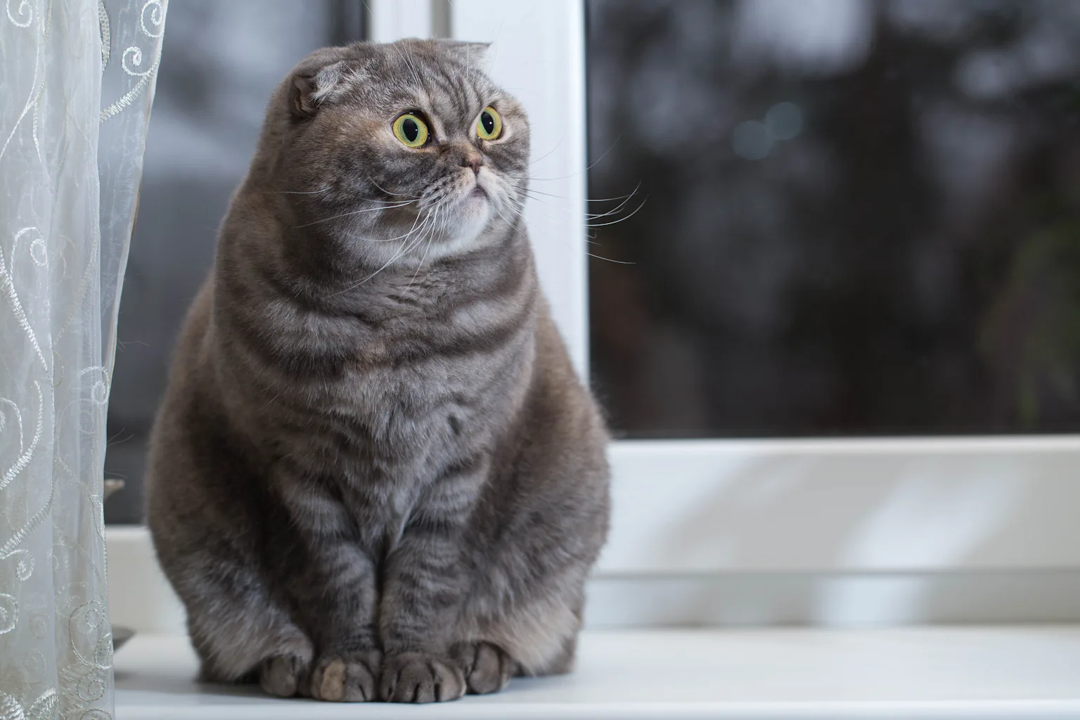 Is Breeding Cats Illegal: What You Need to Know Now