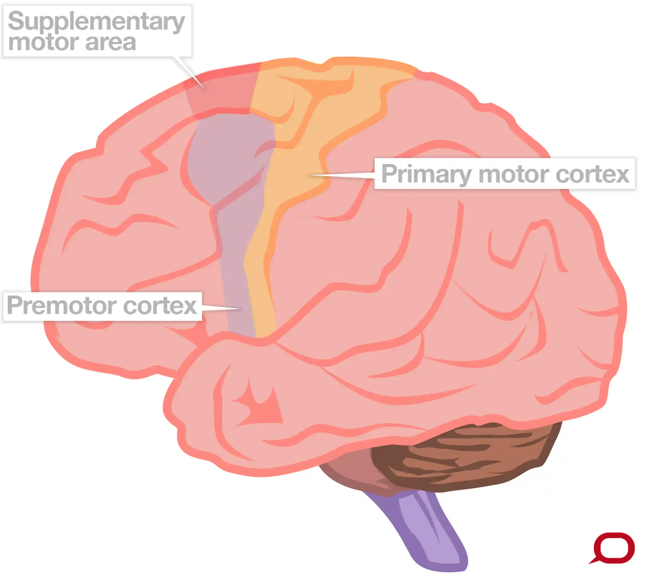 How Our Brain Controls Movement And Makes New Connections When Parts how-our-brain-controls-movement-and-makes-new-connections-when-parts
