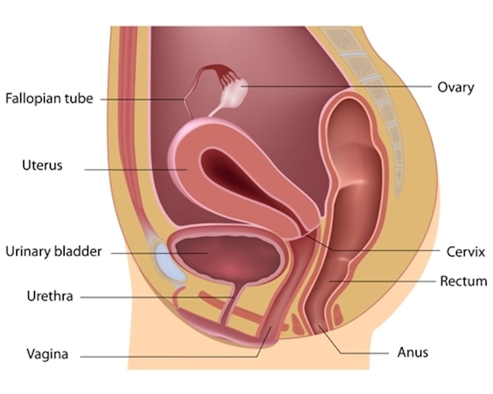 Trichomonas rectum. Tabularium urologiae | Digitális Tankönyvtár
