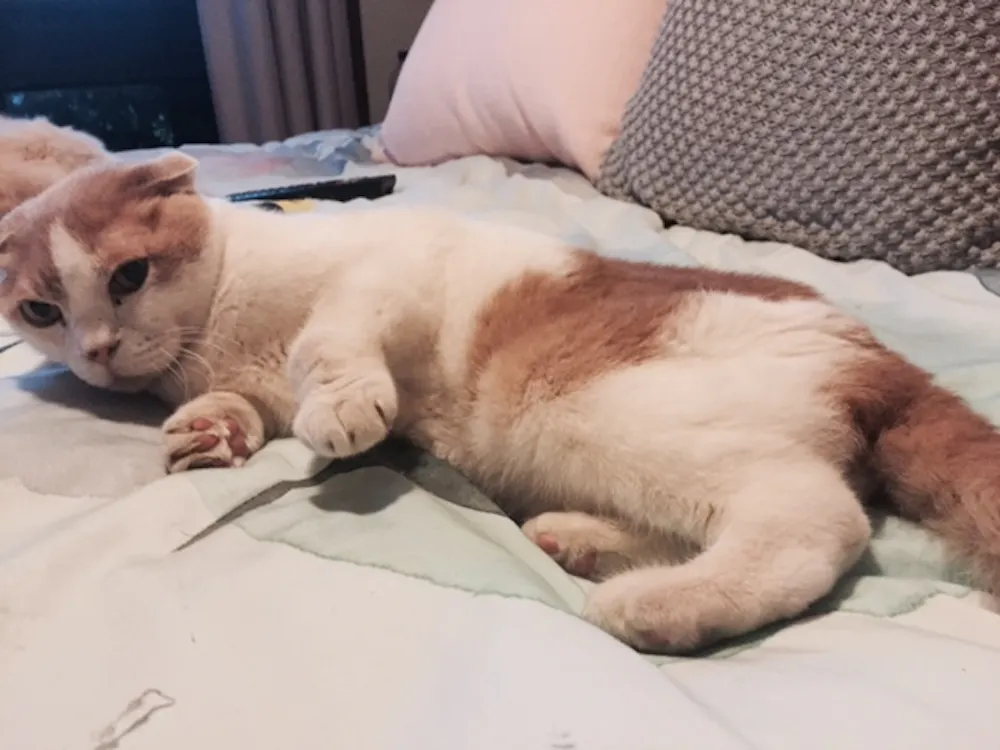 Cute And Condemned To Suffering It S Time To Ban The Breeding Of Mutant Cats