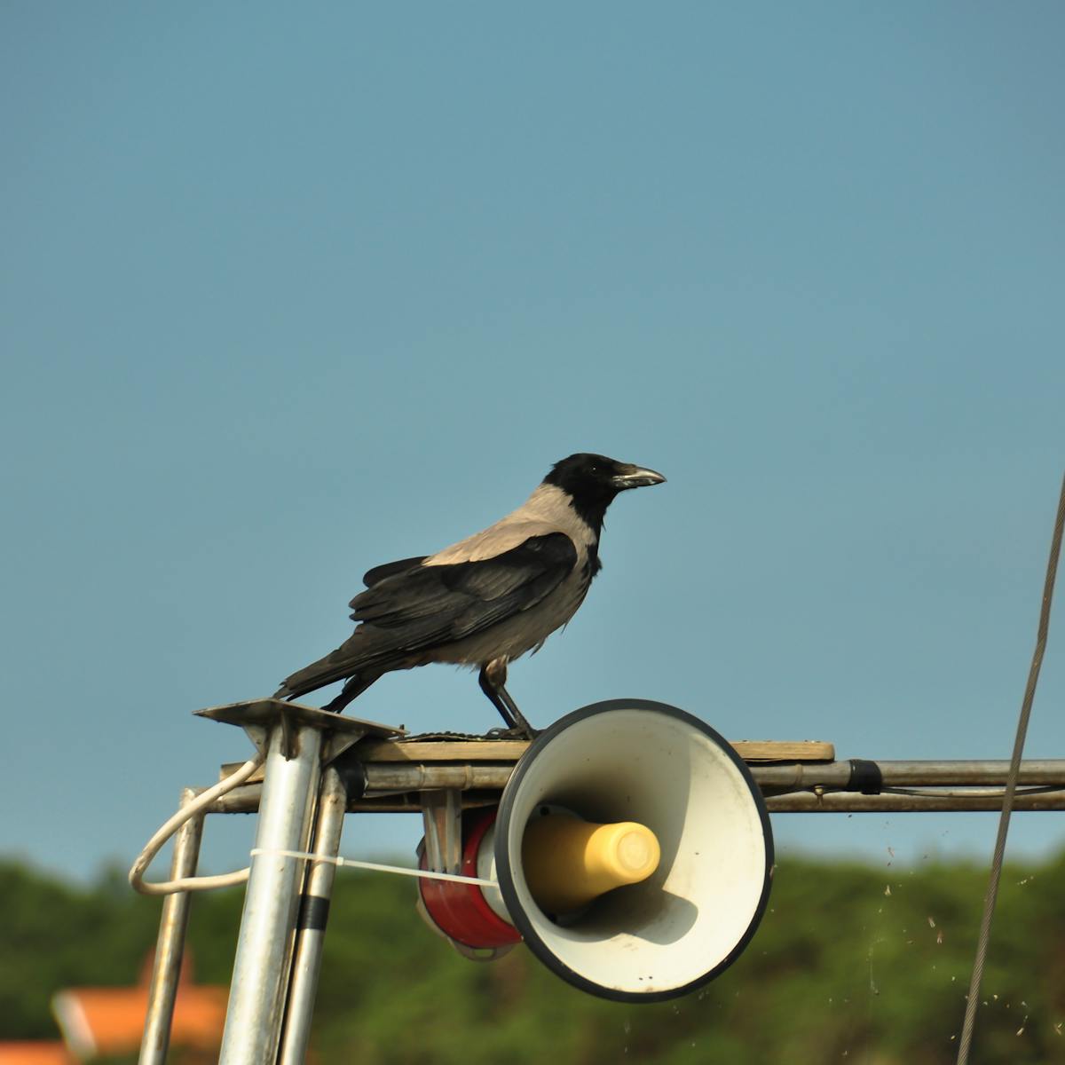 How animals are adapting to cope with their noisiest neighbours – humans How animals are adapting to cope with their noisiest neighbours – humans