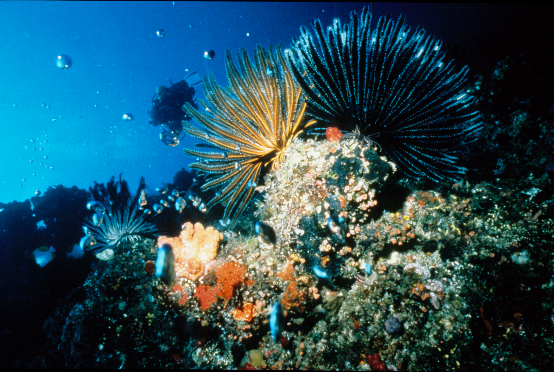 The story behind Australia’s marine reserves, and how we should change them