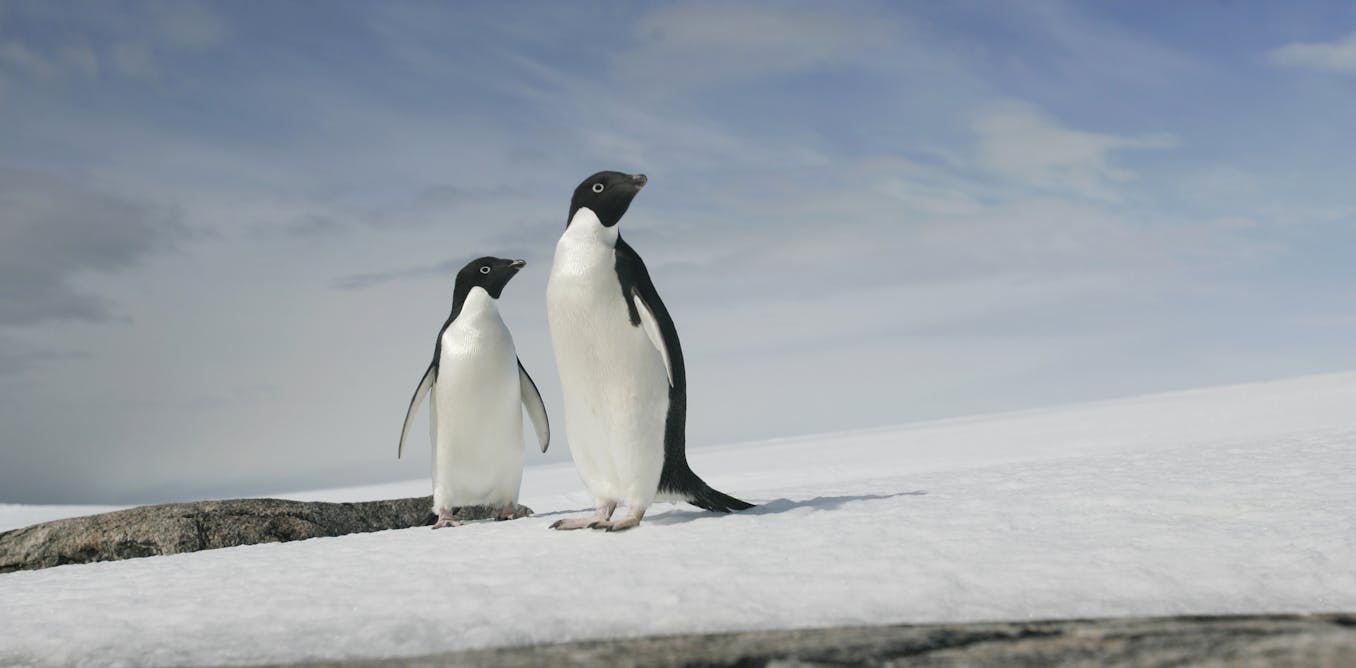 what is the future of antarctica It should not be developed in the future because it is the earth's last wilderness. what is the future of antarctica It should not be developed in the future because it is the earth's last wilderness.