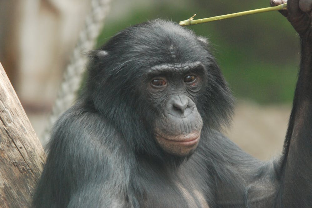 Горилла орангутан шимпанзе. Бонобо обезьяна. Бонобо человекообразные обезьяны. Шимпанзе бонобо. Шимпанзе горилла орангутан.
