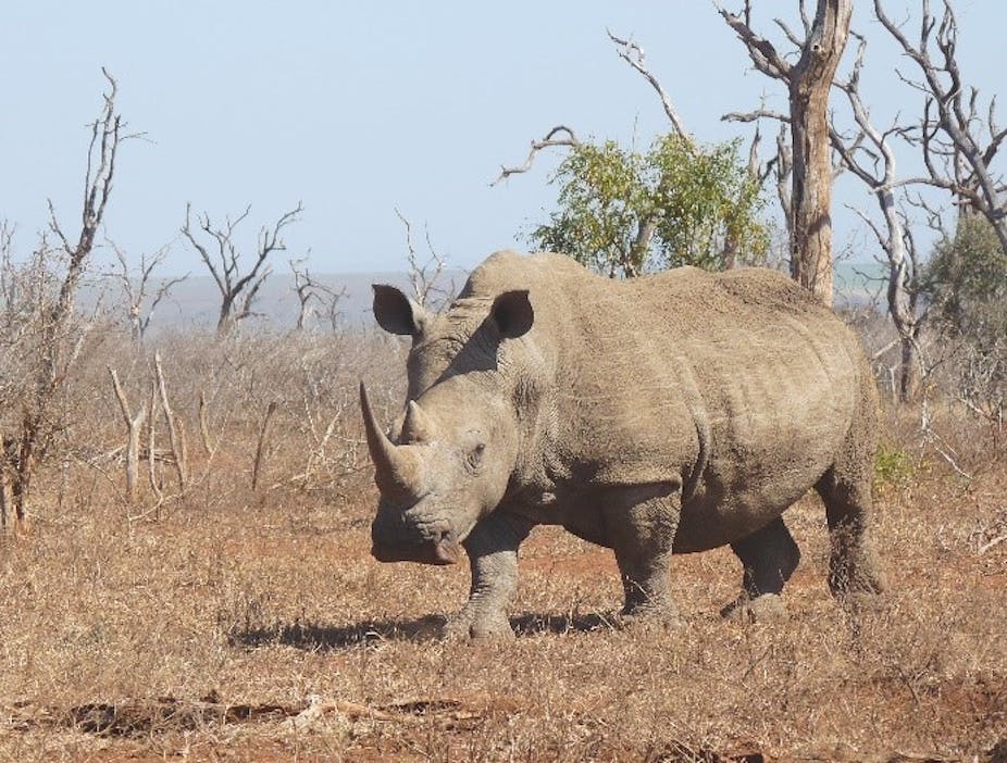 Rhino Environment File Download