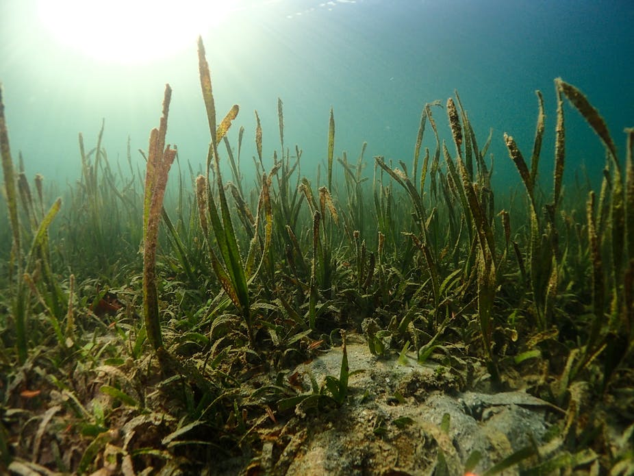 Seagrass is a marine powerhouse, so why isn’t it on the world’s