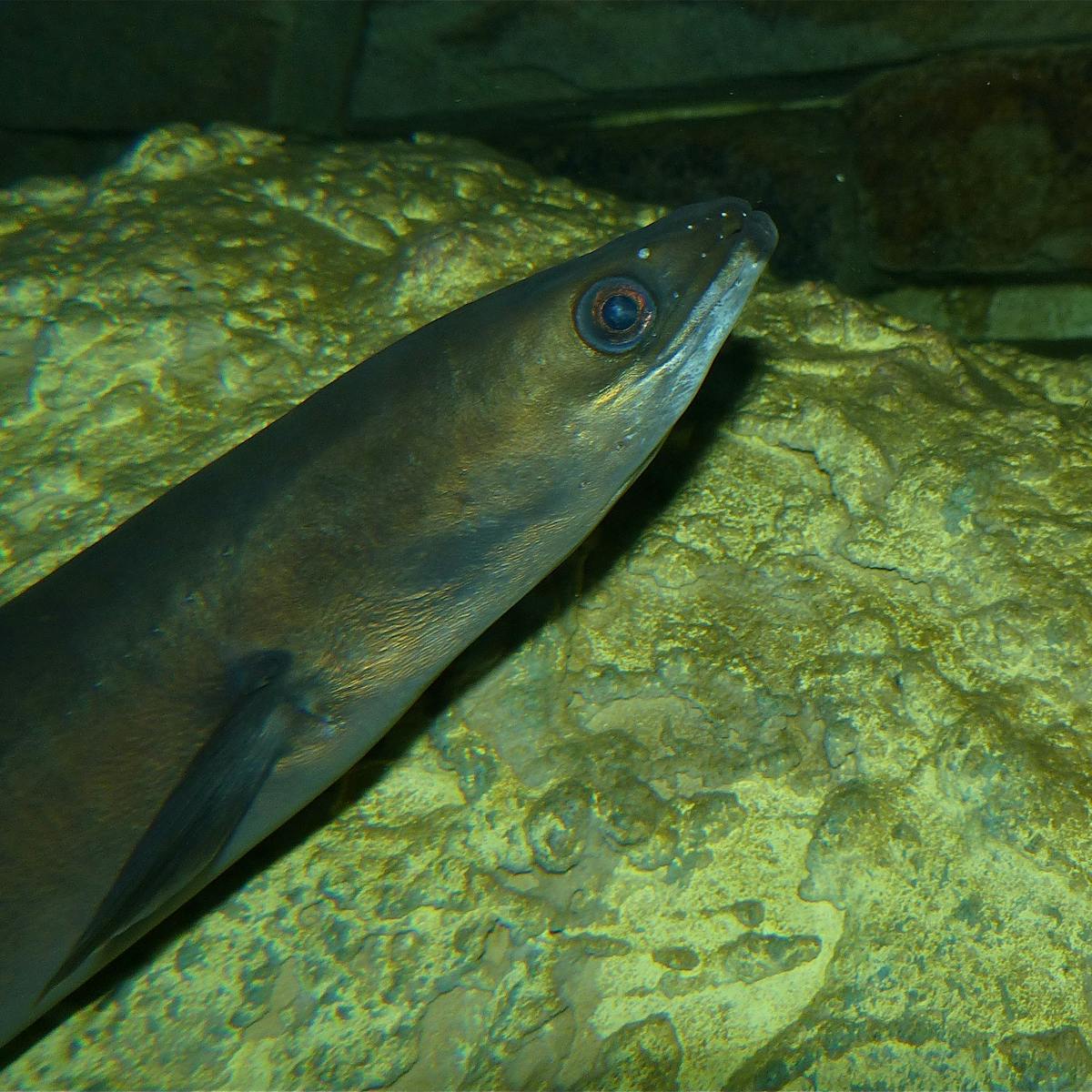 Satellite ged Eels Are Leading Us Towards Their Mysterious Birthplace Satellite ged Eels Are Leading Us Towards Their Mysterious Birthplace