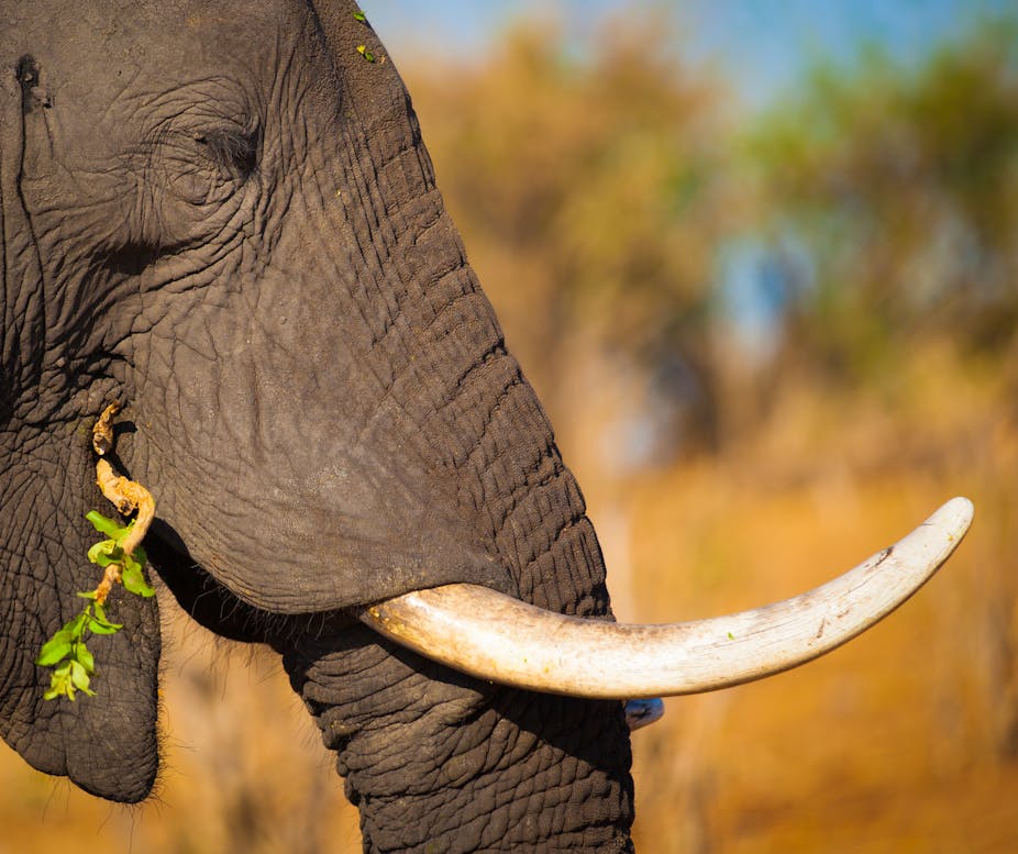 A populist tighter ivory trade ban is not enough to save ...