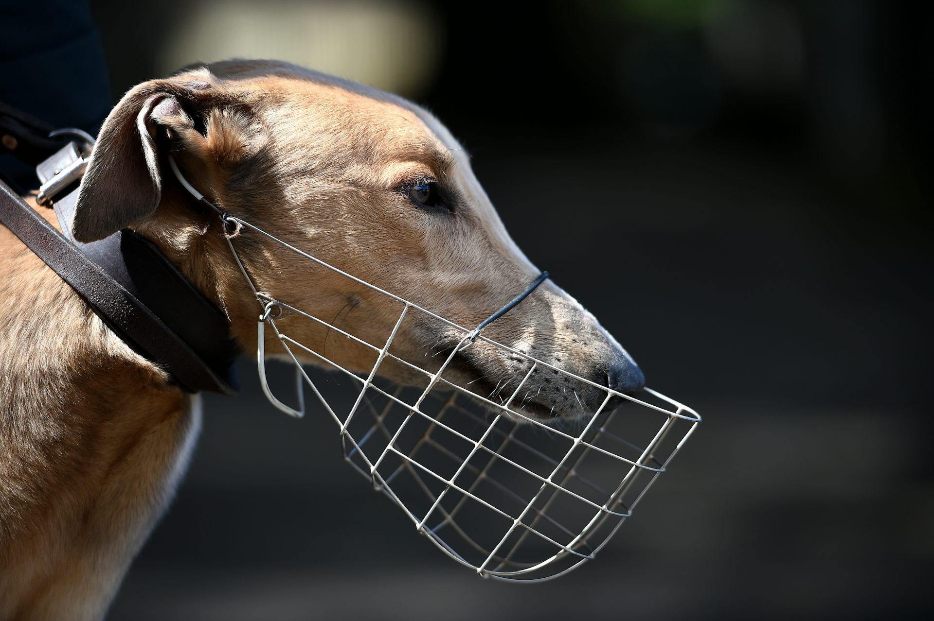 Wire hotsell greyhound muzzle