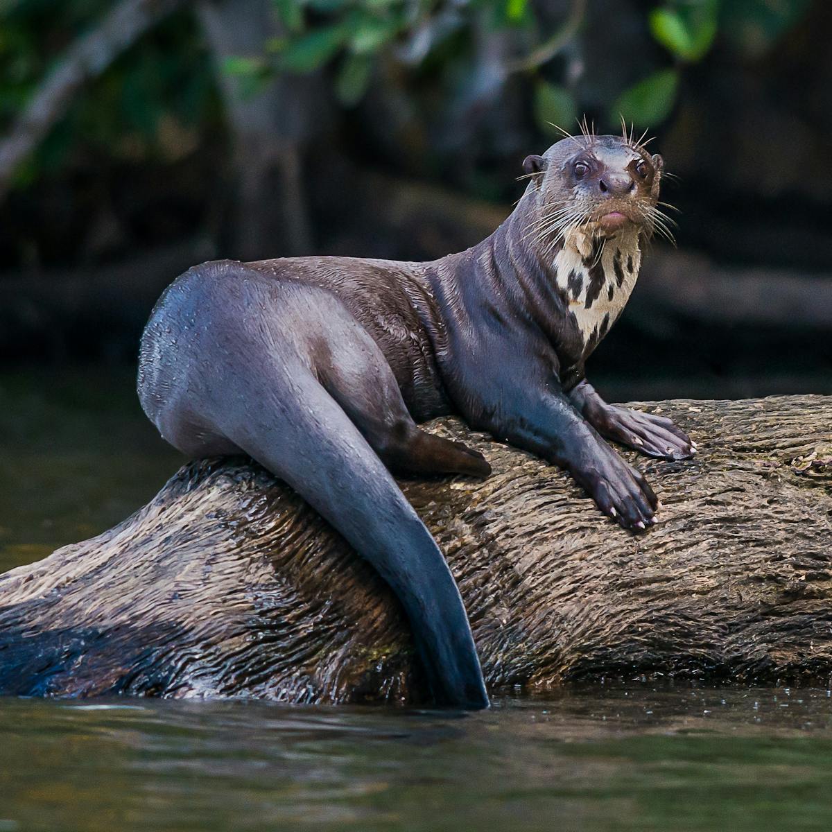 Revealed How A Hunting Boom Left The Amazon Basin With Empty Rivers Revealed How A Hunting Boom Left The Amazon Basin With Empty Rivers