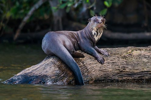 Revealed How A Hunting Boom Left The Amazon Basin With Empty Rivers