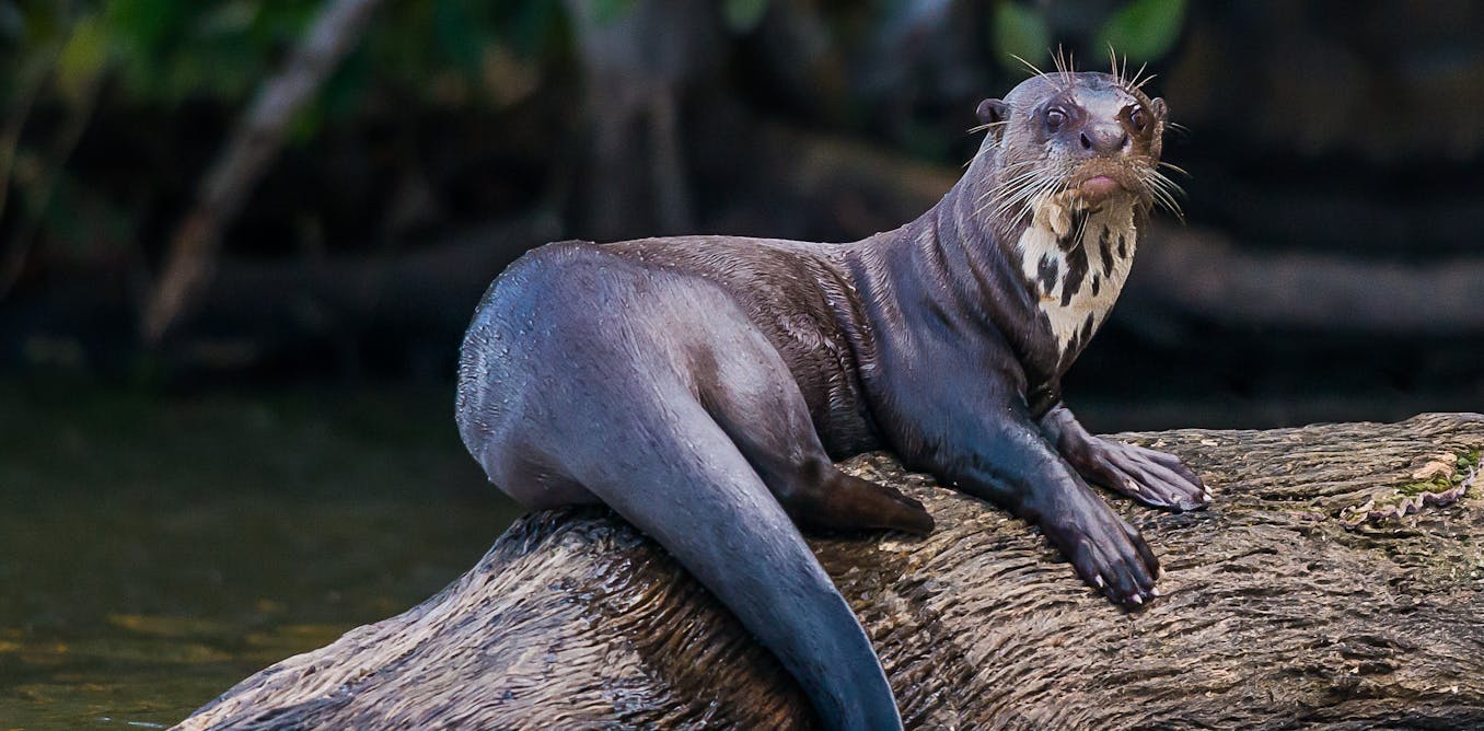 Revealed How A Hunting Boom Left The Amazon Basin With Empty Rivers Revealed How A Hunting Boom Left The Amazon Basin With Empty Rivers