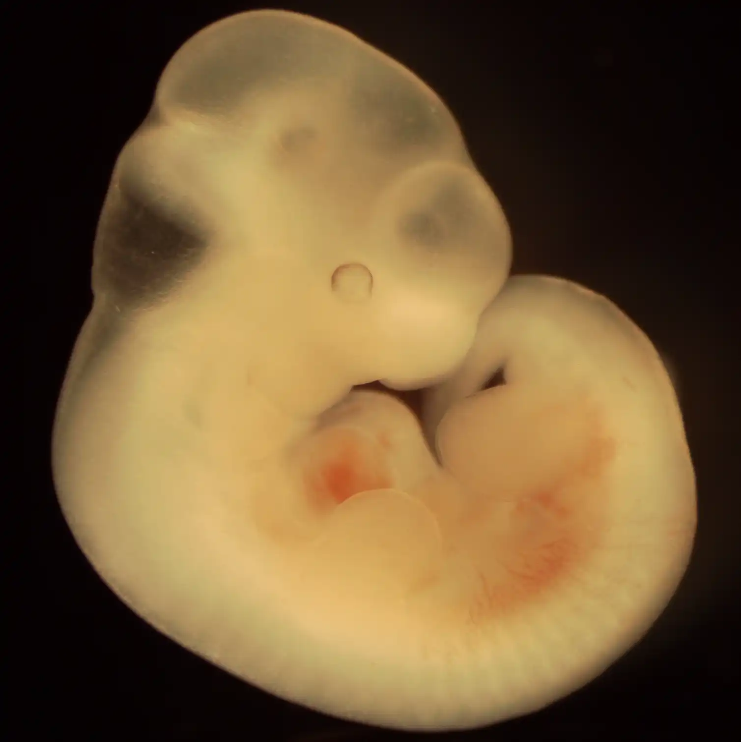 First working eggs made from stem cells points to fertility breakthrough