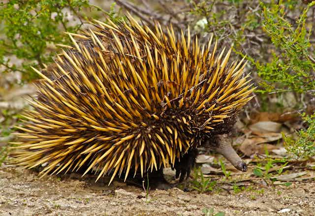 The secret life of echidnas reveals a world-class digger vital to our ...