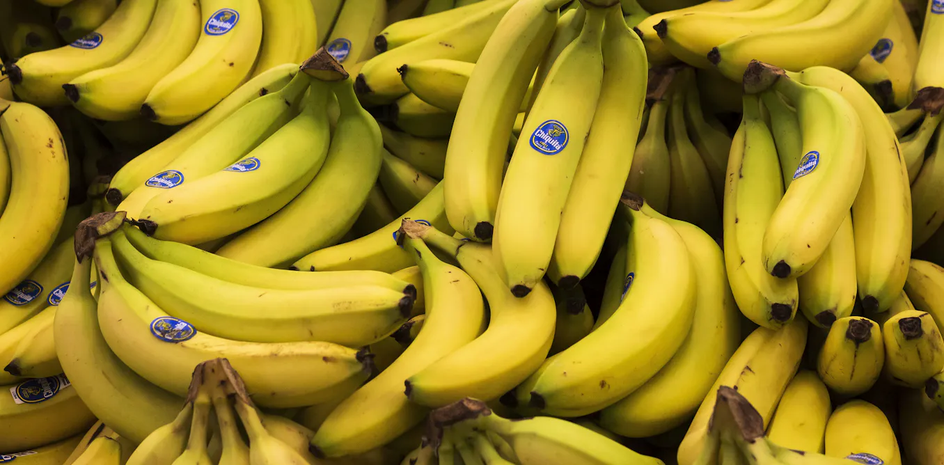 Yelloway Breeds Fertile Cavendish to Combat Global Banana Blight