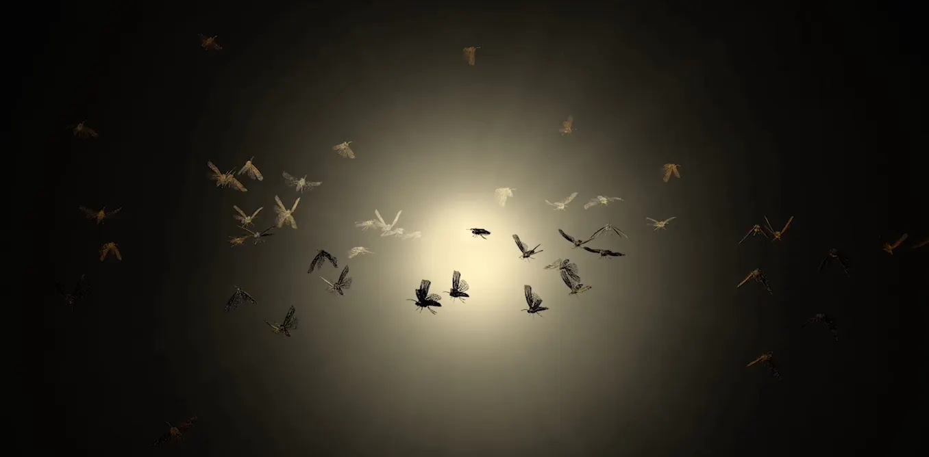Moth Storm The Moth Snowstorm: an environmental call to arms as powerful as Silent ...