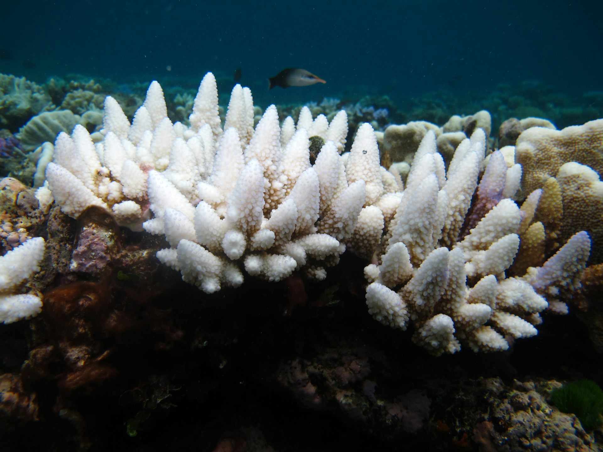 Will the Great Barrier Reef recover from its worst-ever bleaching?