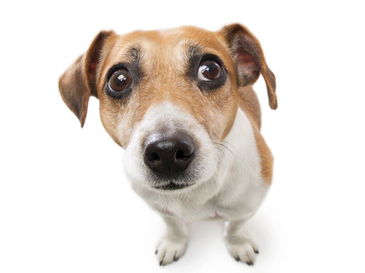 How Dogs Are Really Affected By Fireworks And What You Can Do To