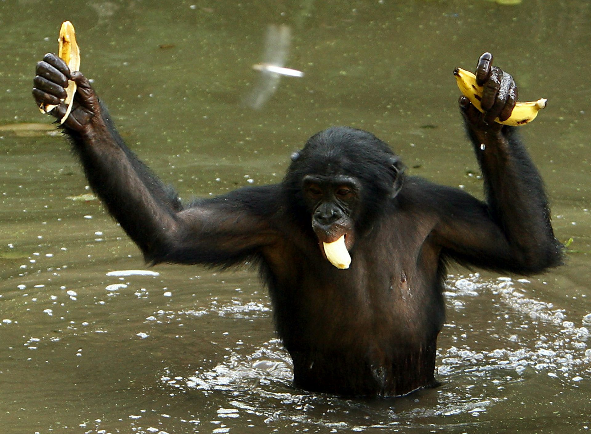 chimps and bonobos