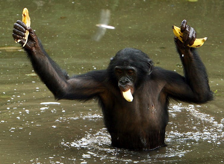 Revealed: the ancient genetic link between chimpanzees and bonobos