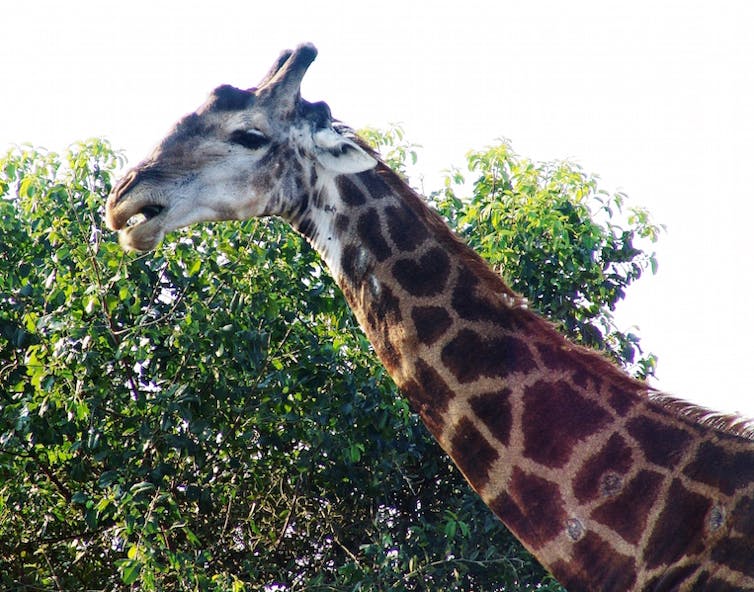 Genetic studies have revealed that one apparent species of giraffe is actually four. William Laurance