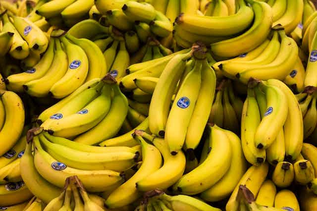 Pourquoi l'écosystème de la production de bananes déprime