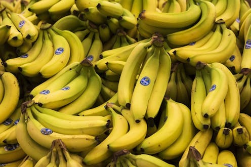 Les Bananes Vont Elles Disparaitre Les Bananes Vont Elles Disparaitre