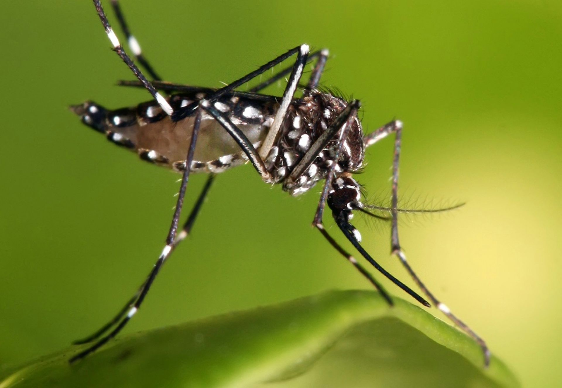 Aedes mosquito deals