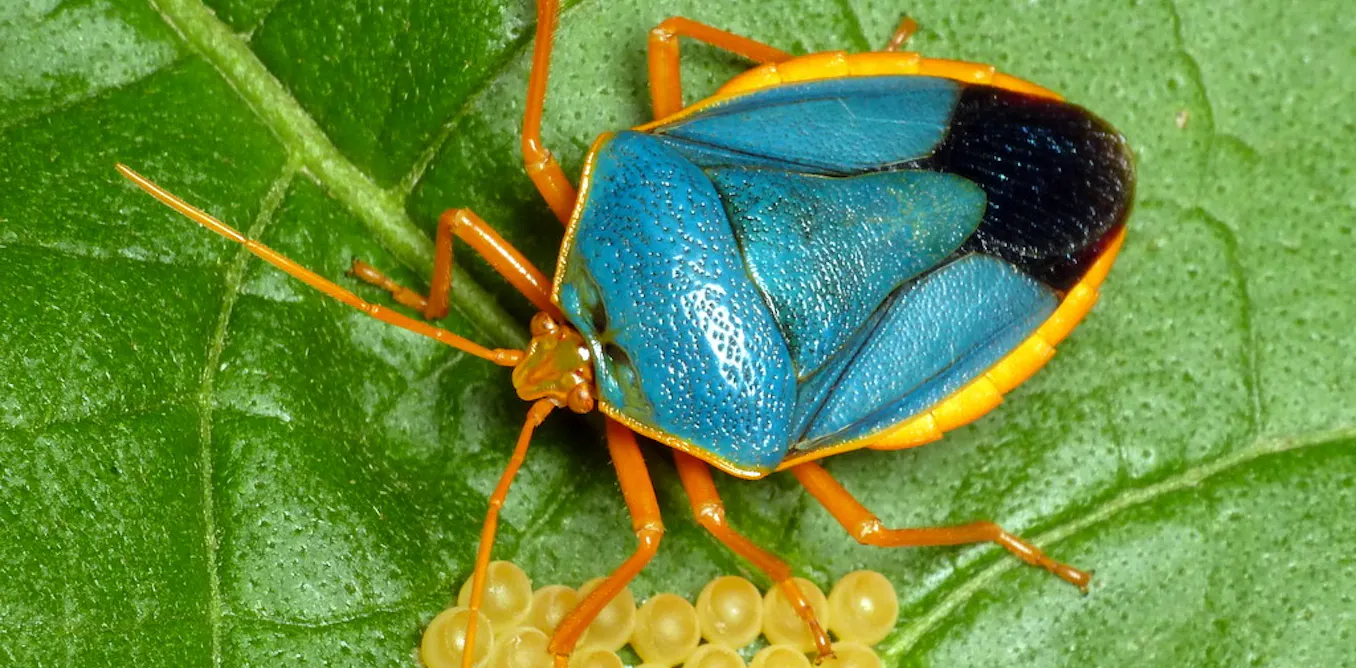 Tropical Insect Science Why protective parenting is key for the survival of tropical insects