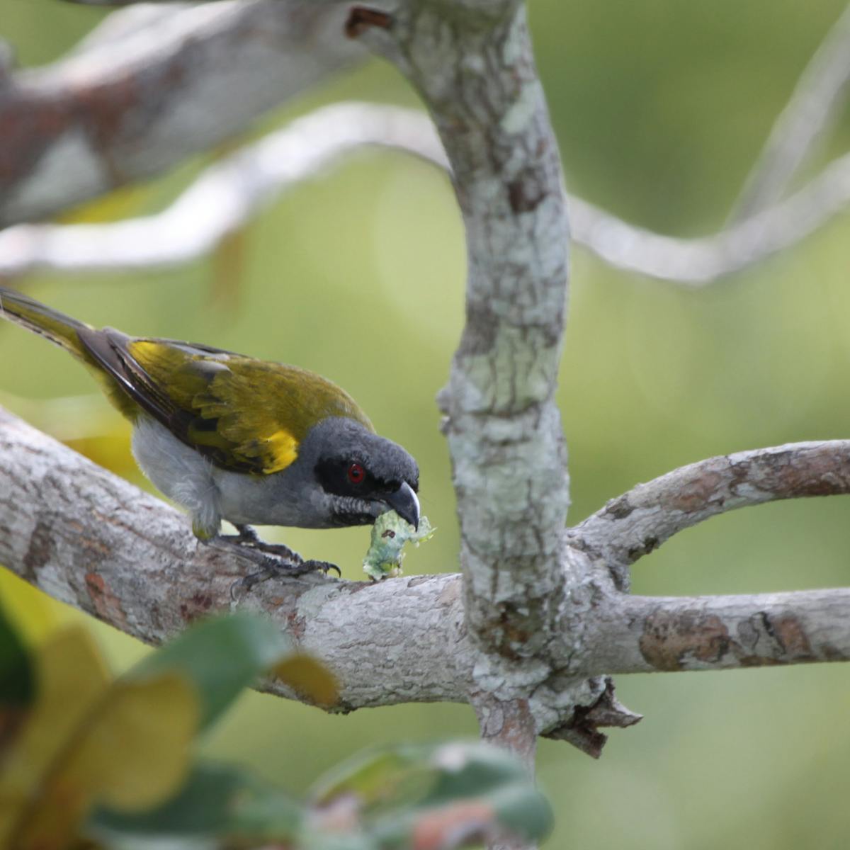 Without birds tropical forests wont bounce back from deforestation Without birds tropical forests wont bounce back from deforestation